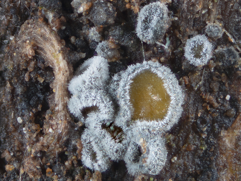 Proliferodiscus pulveraceus Proliferodiscus pulveraceus
